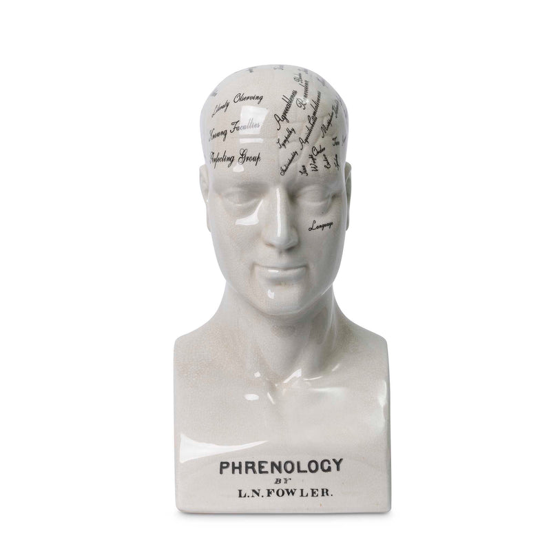 Phrenology bust. Calavera head by Giava Interiors made in South Africa